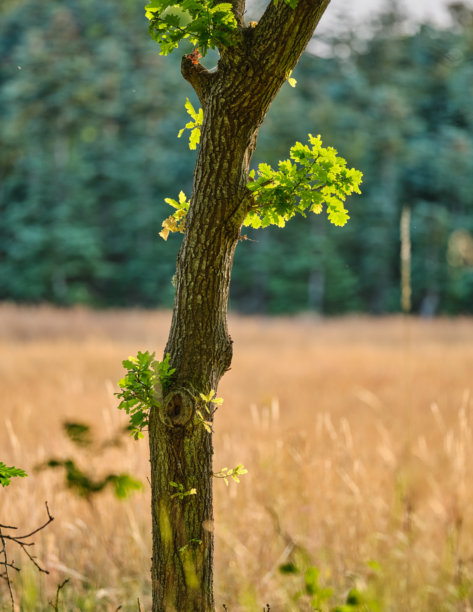 阳光下的橡树树干，在金色丹麦田野中焕发出鲜嫩的新叶，一派宁静的乡村景象，非常适合自然、户外和风景素材需求图片下载