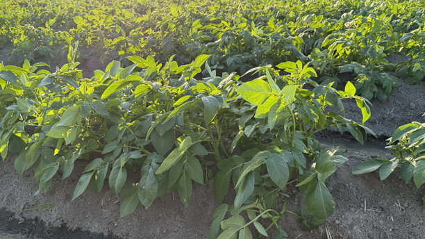 乡间拍摄的绿色土豆叶子照片。图片下载