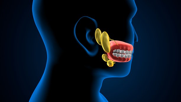 人类牙齿解剖图。三维插画图片下载