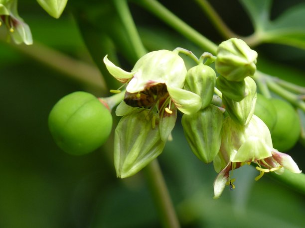 一朵浅绿色花瓣内一只蜜蜂的特写照片。图片下载
