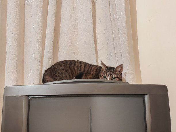 一只猫坐在有窗帘的房间里的老式电视机上。图片下载