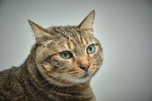 猫。欧洲短毛猫。虎斑猫。工作室照片。白色背景。动物摄影。宠物摄影图片下载