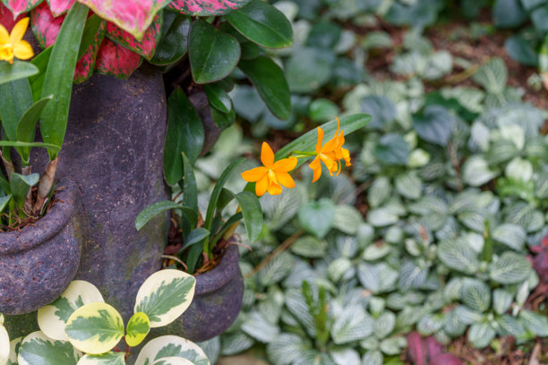 盛开的橙色蝴蝶兰（Phalaenopsis amabilis）特写照片图片下载