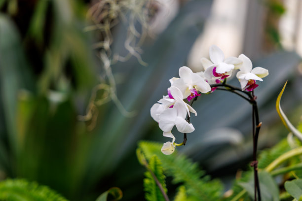 盛开的白色蝴蝶兰（Phalaenopsis amabilis）特写照片图片下载
