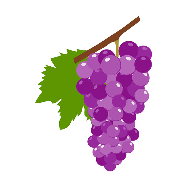 一串葡萄，白底粉色葡萄串，真实的葡萄串。矢量图，设计师插画，网页横幅。矢量图。图片下载