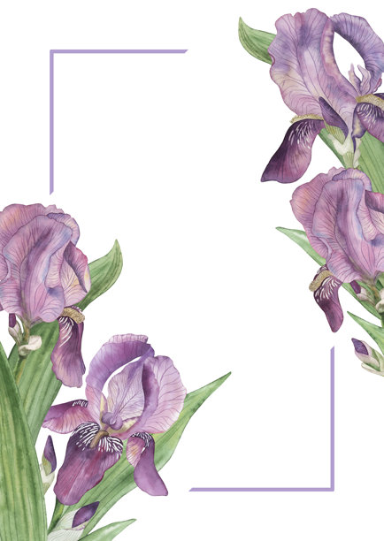 优雅的水彩鸢尾花，构成精致的花卉边框，带有柔和的紫色和绿色调。手绘植物插画，白色背景上的薰衣草色角落线条，适用于婚礼、请柬图片下载