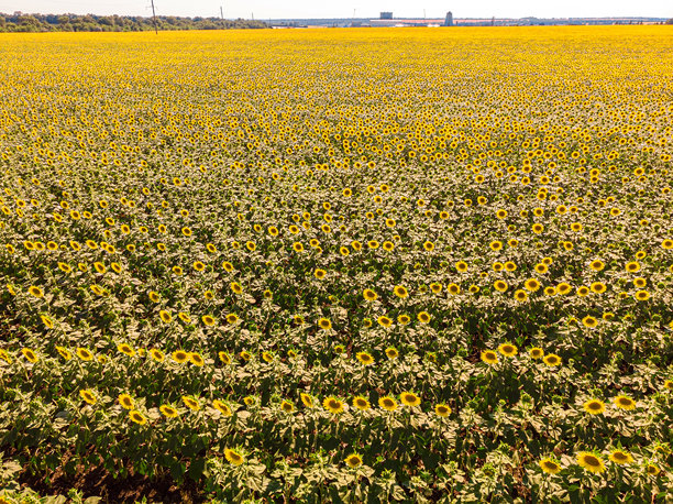 无人机视角俯瞰盛开的黄色向日葵田，天空湛蓝无云。一张绝佳的航拍照片，适合生态主题概念。图片下载