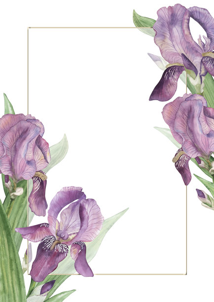 紫色鸢尾花、绿叶和丁香花蕾组成的时尚花卉相框。手绘水彩插画风格的优雅卡片模板，采用植物风格。适合用于婚礼请柬、包装设计。图片下载