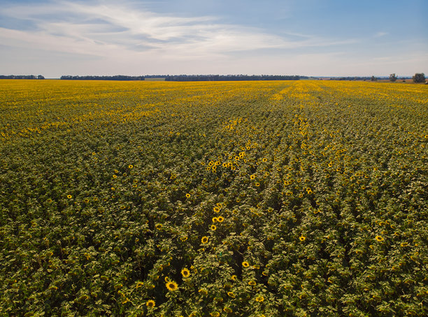 阳光下的田园诗般的黄色向日葵田。位于欧洲乌克兰。生态概念的照片。完美的自然壁纸。图片下载