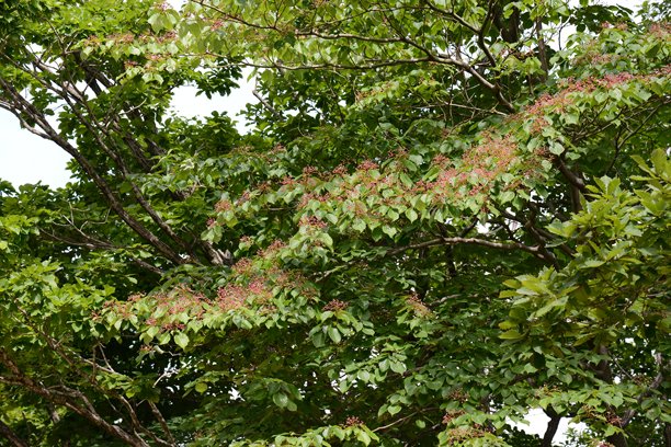 珙桐科的巨型珙桐（Cornus controversa）是一种落叶乔木，拥有层叠的水平枝条和白色花朵。这是在实地拍摄的真实光学照片。图片下载