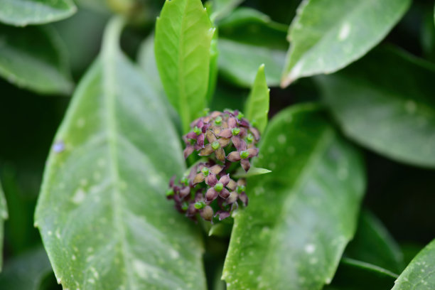 金钱树（Aucuba japonica），属于山茱萸科，以其抗污染能力和观赏价值而闻名。这是在实地拍摄的真实光学照片。图片下载
