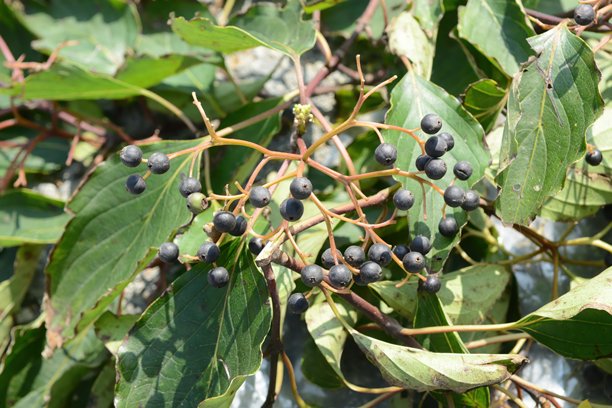 山茱萸科的巨型山茱萸（Cornus controversa）是一种因其独特的层叠形态而备受推崇的景观树。这是在现场拍摄的真实光学照片。图片下载