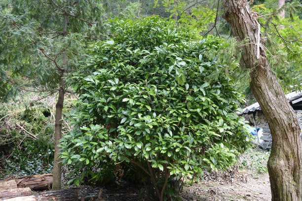 金钱树Aucuba japonica，隶属于山茱萸科，因其抗污染能力和观赏性而备受推崇。这是在实地拍摄的真实光学照片。图片下载