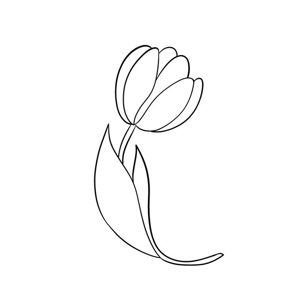 矢量郁金香插画图片下载
