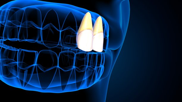 蓝色背景下的牙齿解剖与身体结构。三维插画。图片下载