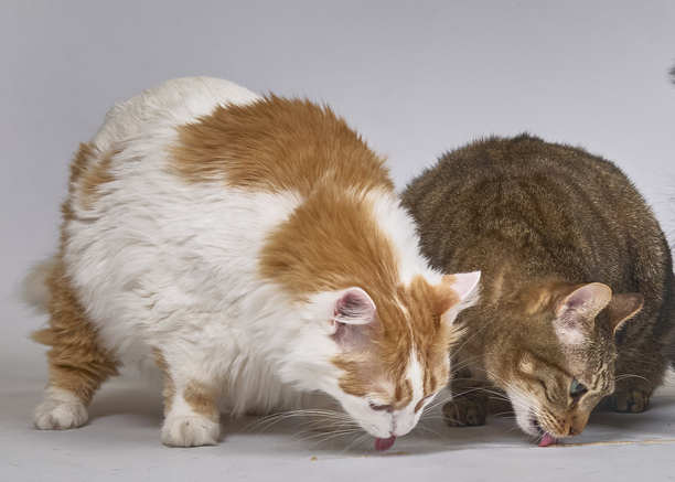 两只猫在玩耍。有趣的图片。图片下载