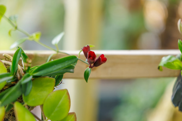 盛开的红色唇萼花（Aeschynanthus pulcher）特写照片图片下载