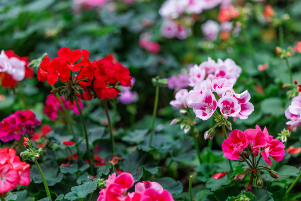 盛开的彩色天竺葵花的特写照片图片下载