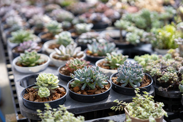温室花园中用于有限空间都市园艺设计的健康装饰性多肉植物合集图片下载