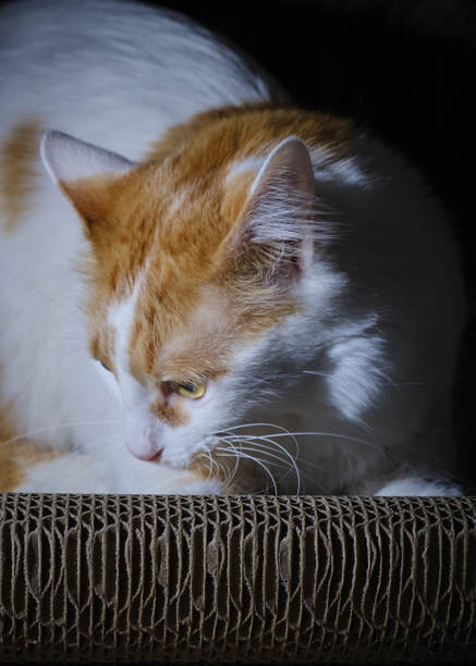 土耳其梵猫。漂亮的猫。室内照片图片下载