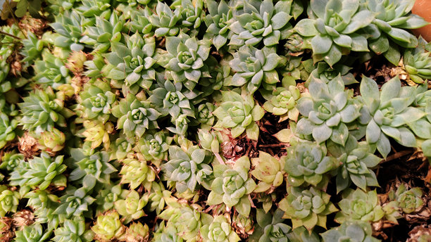 花店或温室里盆栽的各种多肉植物特写照片。时尚的室内植物背景，象征着都市丛林、家居装饰、植物护理、园艺和现代室内设计。图片下载