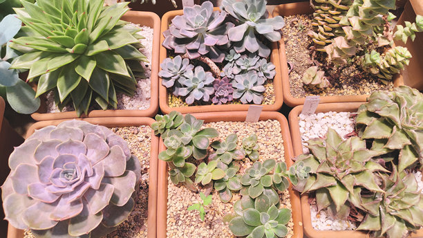 花店或温室里各种盆栽多肉植物的特写照片。时尚的室内植物背景，象征着都市丛林、家居装饰、植物养护、园艺和现代室内设计。图片下载