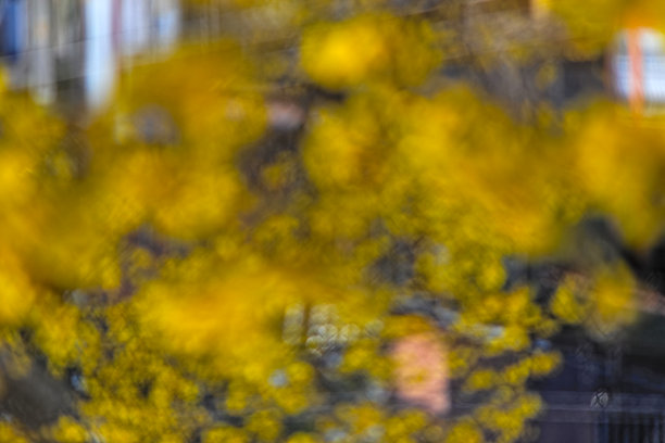 风吹动伊蓓树冠的抽象模糊照片，呈现出明亮的黄色爆炸效果。图片下载