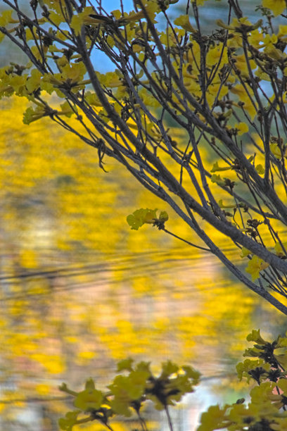 竖构图的黄花风铃木照片，展示了其盛开的花枝，背景虚化，其他开花的黄花风铃木树冠如同金色海洋。图片下载