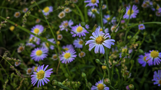 紫色的雏菊，花心为黄色，在繁茂的绿草地上绽放。一派生机勃勃、宁静祥和的春日景象，非常适合作为自然、花园和清新主题的素材图片。图片下载