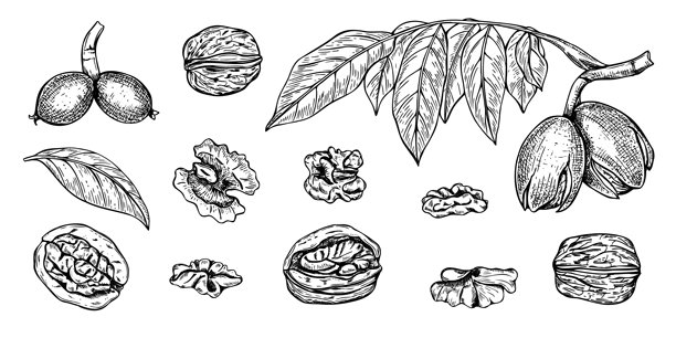 核桃矢量线条艺术黑色墨水素描。枝干上的手绘叶子，成熟的果荚，去壳的坚果，单色剪贴画。健康的有机坚果食品孤立插画图片下载