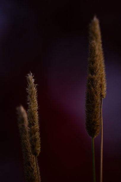 近景草地照片，深红色背景，焦点在前景，营销图片图片下载