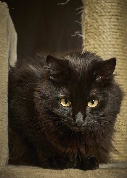 黑猫在猫抓板上。猫在它的城堡里。一只家猫在家里的照片。图片下载