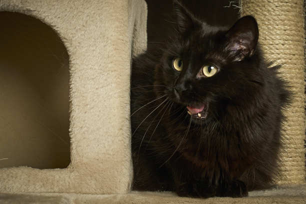 黑猫在猫抓板上。猫咪在它的城堡里。一只家猫在家里的照片。图片下载