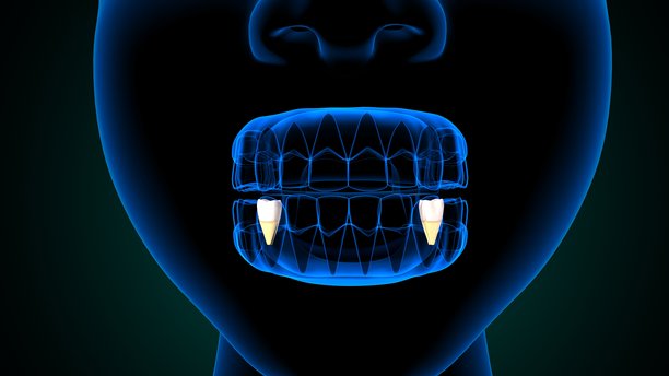 蓝色背景下的牙齿解剖结构及身体构造，3D插画图片下载