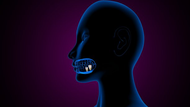 蓝色背景下的牙齿解剖及身体结构。三维插画。图片下载