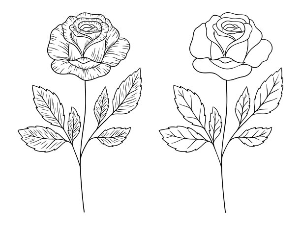 玫瑰——六月生辰花，单色线条矢量图集。手绘植物插画。象征个性、极简主义和纹身设计的花卉草图。图片下载