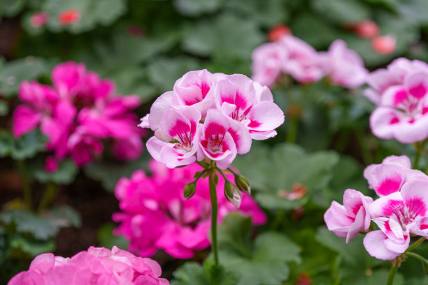 盛开的彩色天竺葵花的特写照片图片下载