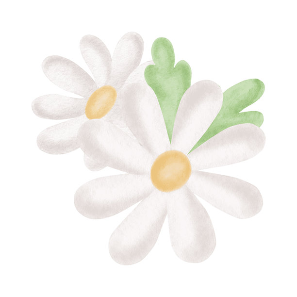 草坪上雏菊花朵与绿叶的水彩画，儿童风格。洋甘菊白色插画，用于复活节贺卡。手绘孤立的花卉植物。用于婴儿派对设计的花卉剪贴画。图片下载