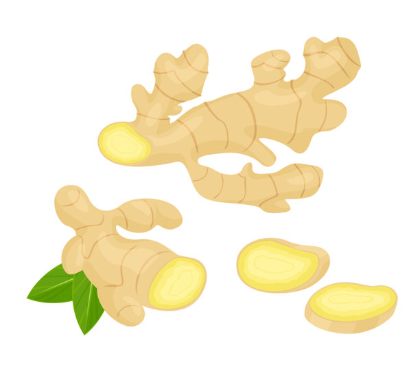 姜的组合。整块姜、姜片和绿叶。矢量卡通插画。图片下载