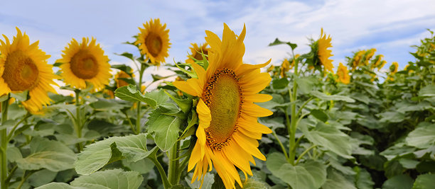 蓝天下盛开的向日葵田宽幅横幅照片。金色的夏日丰收背景，象征着农业、有机食品、葵花籽油、农耕和健康生活理念。图片下载