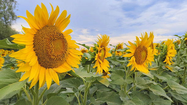 蓝色天空下盛开的向日葵田的宽幅横幅照片。金色的夏日丰收背景，象征着农业、有机食品、葵花籽油、农耕和健康生活方式的概念。图片下载