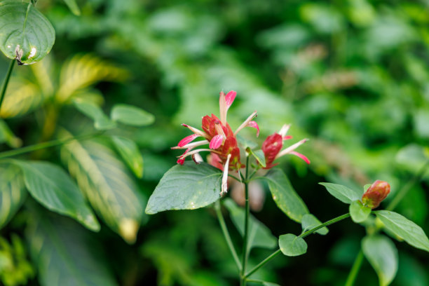 盛开的粉色虾衣花（Justicia brandegeeana）特写照片图片下载