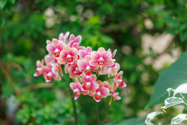 盛开的粉色蝴蝶兰（Phalaenopsis amabilis）特写照片图片下载