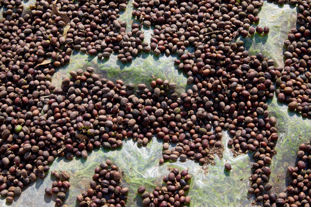 户外拍摄的咖啡豆全画幅照片图片下载