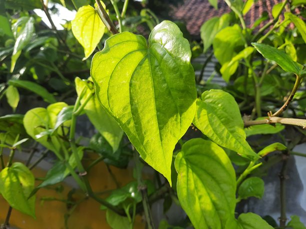 槟榔叶或称为蔕叶，即蔕叶植物或达乌恩西里照片图片下载