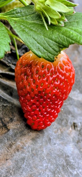 草莓照片图片下载