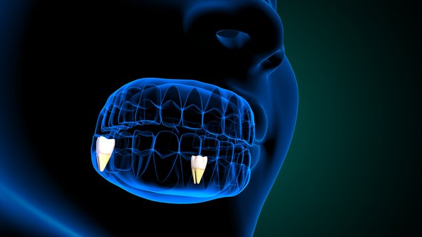 蓝色背景下的牙齿解剖与身体结构。3D插画图片下载
