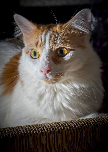 土耳其梵猫。美丽的猫。室内照片图片下载