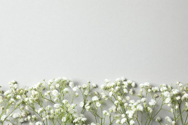 灰色背景上满天星花朵的俯视照片，留有空白空间图片下载