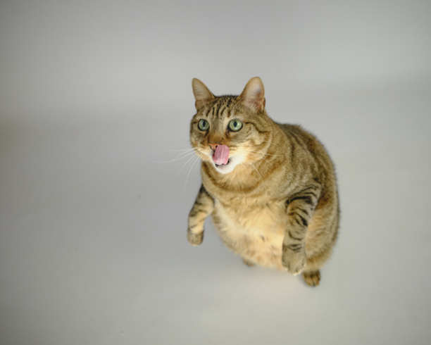 猫。影棚照片。白背景。动物摄影。图片下载